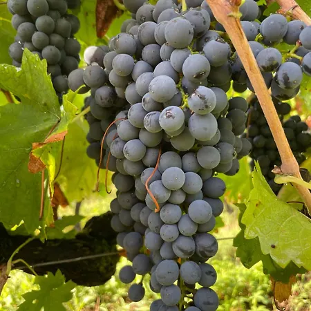 Dans Un Vignoble شقة