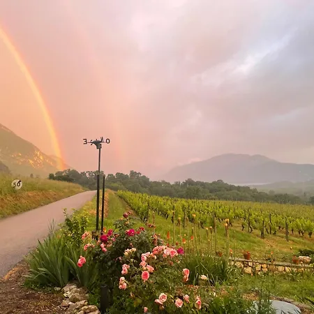 Dans Un Vignoble