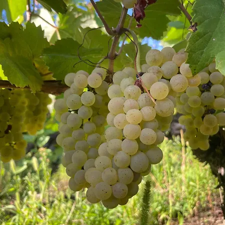 Dans Un Vignoble Apartmán Chindrieux